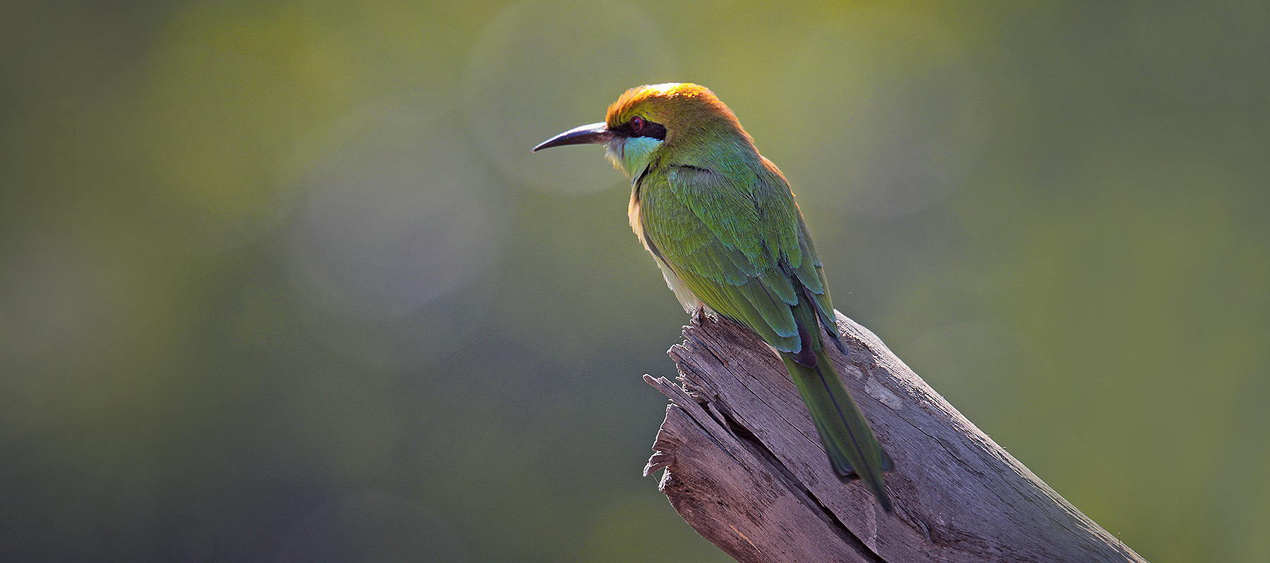 DiAreVe - By Dinesh R Vernekar
