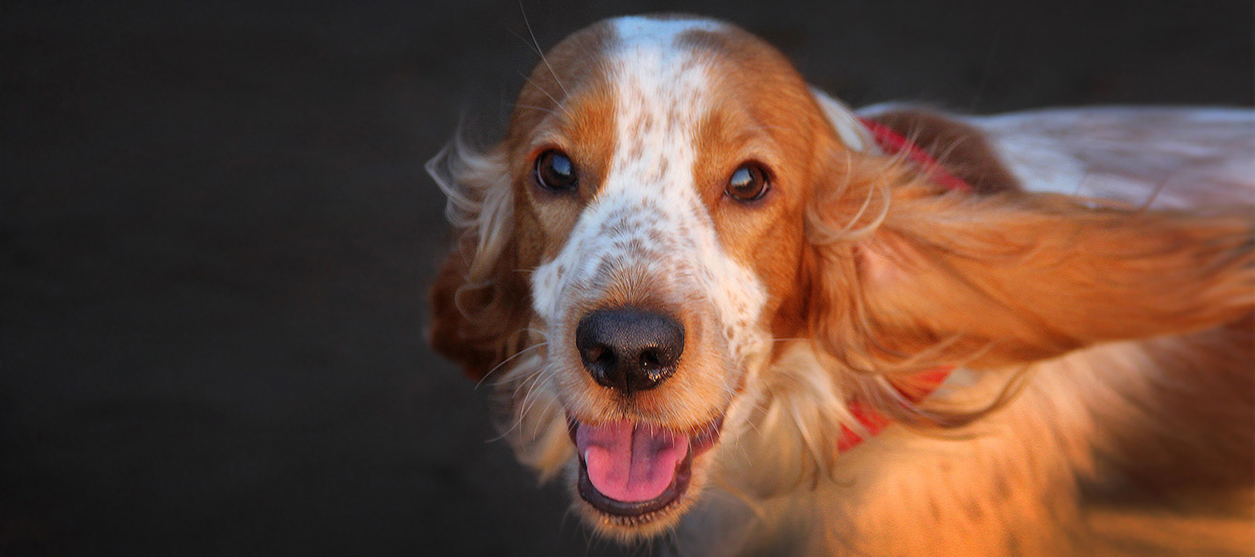 DiAreVe - By Dinesh R Vernekar